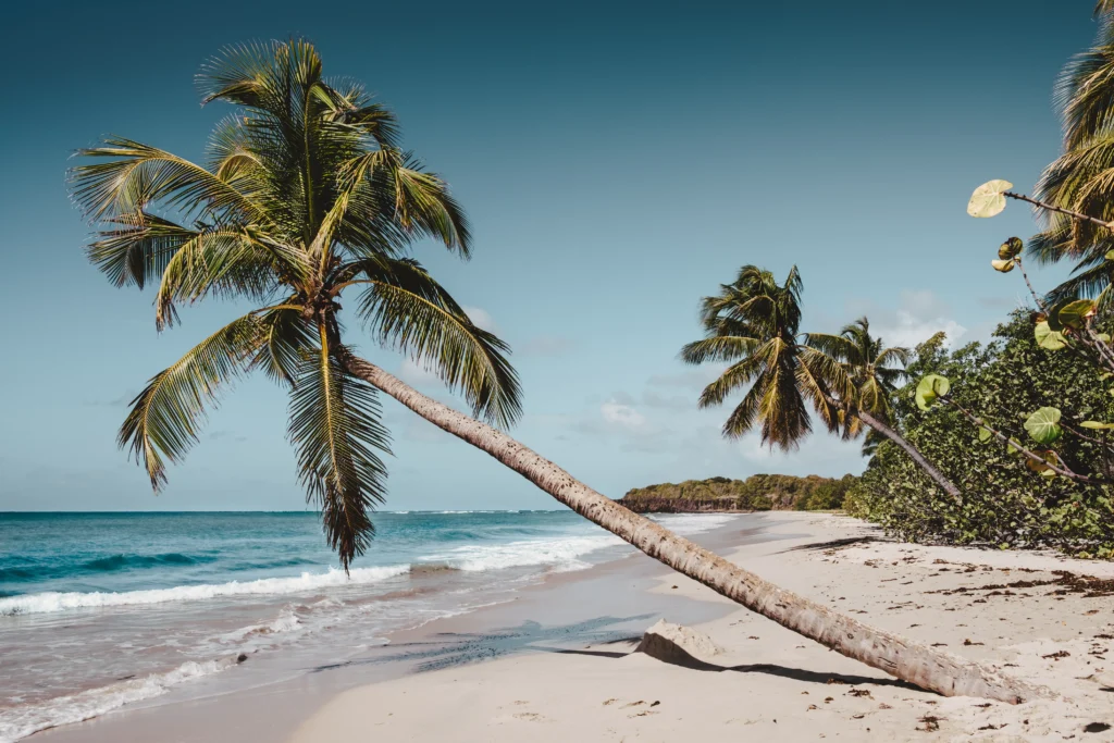 Plage ensoleillée en Martinique en janvier avec cocotiers et sable blanc – où partir au soleil en janvier